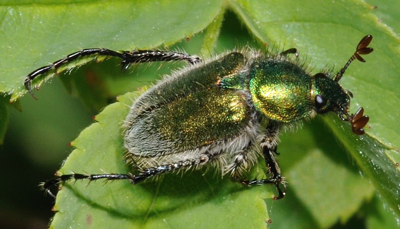 Amphicoma carceli